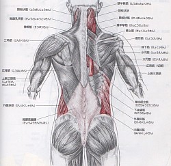 生理解剖学資料